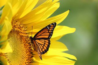 Foto: Schmetterling auf Blume